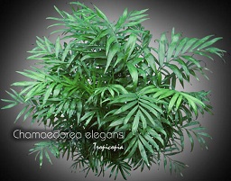 Chamaedorea elegans