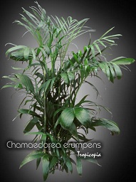 Chamaedorea erumpens