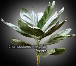 Chamaedorea metallica