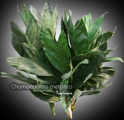 Palmier - Chamaedorea metallica - Palmier d'acier - Miniature fishtail, Steel palm