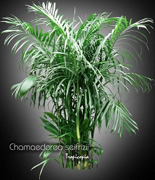 Chamaedorea seifrizii