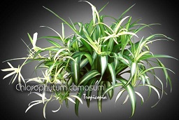 Suspendue - Chlorophytum comosum - Plante arraignée - Spider plant