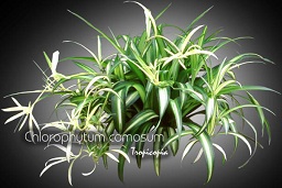 Chlorophytum comosum