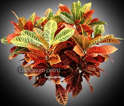 Feuillage - Codiaeum petra - Croton - Croton