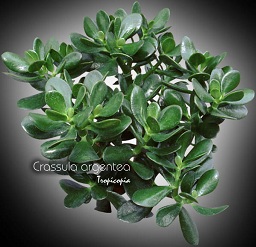 Cactus & Plante grasse - Crassula argentea - Jade - Jade Plant