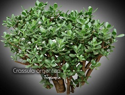 Cactus & Plante grasse - Crassula argentea - Jade - Jade Plant