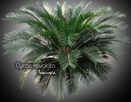 Cycas revoluta