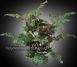 Fougère - Didymochlaena truncatula - Cappilaire arborescente - Tree Maindenhair fern