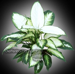 Dieffenbachia maculata Camille