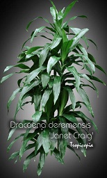 Dracaena - Dracaena deremensis Janet Craig - Janet Craig - Janet Craig