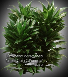 Dracaena - Dracaena deremensis Janet Craig Compacta - Reine Calypso, Bouquet nain, Bouquet compacte - Dwarf bouquet, Calypso Queen