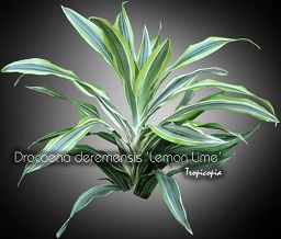 Dracaena deremensis Lemon Lime