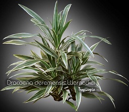 Dracaena - Dracaena deremensis Warneckei - Dracaena ligné - Striped Dracaena