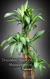 Dracaena fragrans Massangeana