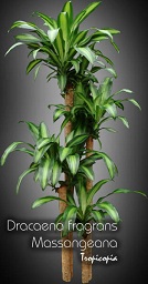 Dracaena - Dracaena fragrans Massangeana - Plante maïs - Cornstalk plant