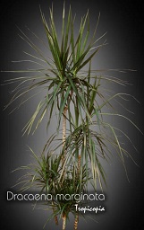 Dracaena marginata