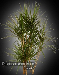 Dracaena marginata