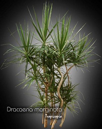 Dracaena marginata