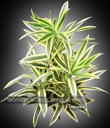 Dracaena reflexa Song of India