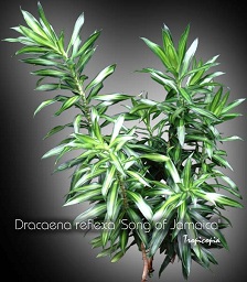 Dracaena reflexa Song of Jamaica