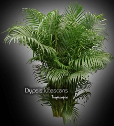Palmier - Dypsis lutescens - Palmier areca, Palmier papillon - Areca palm, Butterfly palm