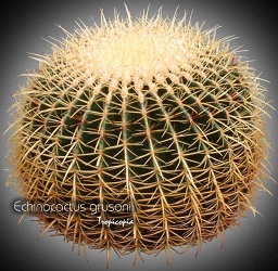 Cactus & Plante grasse - Echinocactus grusonii - Siège de Belle Mère - Golden Barrel
