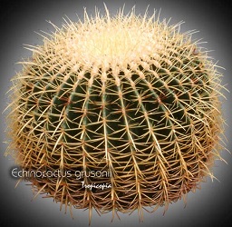 Echinocactus grusonii