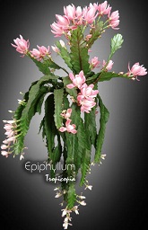 Cactus & Plante grasse - Epiphyllum - Cactus orchidée - Orchid cactus