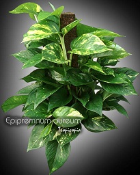 Topiaire - Epipremnum aureum - Pothos doré - Golden Pothos