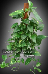 Topiaire - Epipremnum aureum - Pothos doré - Golden Pothos