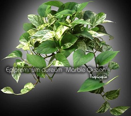 Suspendue - Epipremnum aureum Marble Queen - Pothos blanc - White Pothos