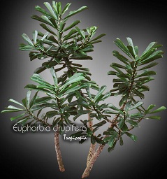 Cactus & Plante grasse - Euphorbia drupifera -  - 