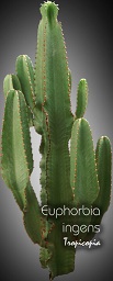 Euphorbia ingens