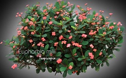 Euphorbia milii