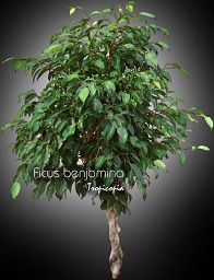 Ficus benjamina