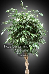 Ficus benjamina Midnight