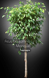 Ficus - Ficus benjamina Monique - Figuier pleureur - Weeping fig