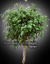 Ficus - Ficus benjamina Monique - Figuier pleureur - Weeping fig