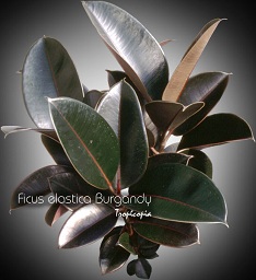 Ficus elastica Burgandy