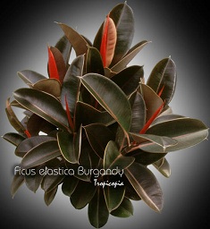 Ficus - Ficus elastica Burgandy - Plante caoutchouc - Rubber plant