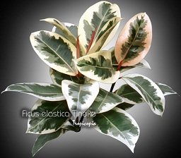 Ficus elastica Tineke