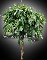 Ficus maclellandii Amstel King
