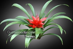 Guzmania Empire