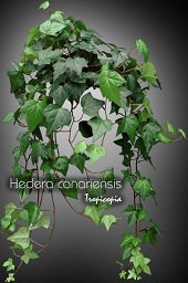 Hedera canariensis