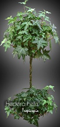 Hedera helix