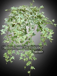 Suspendue - Hedera helix Gold Baby - Lierre anglais - English ivy