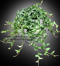 Hedera helix Hermania