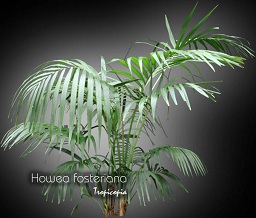 Howea forsteriana