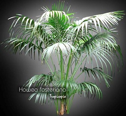Palmier - Howea forsteriana - Palmier Kentia, Palmier du paradis - Kentia palm, Paradise palm