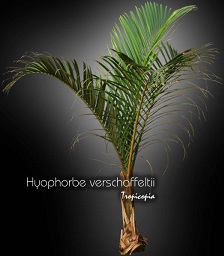 Palmier - Hyophorbe verschaffeltii - Palmiste marron - Spindle palm